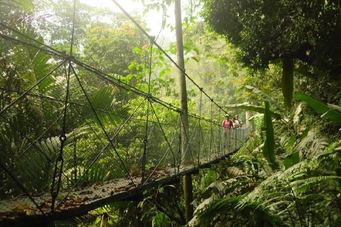 Canopy Bridge Bodogol 